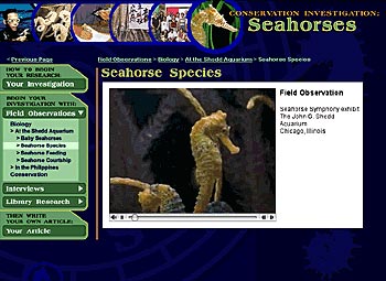 Figure 9. Seahorse video clip from Conservation Investigation: Seahorses