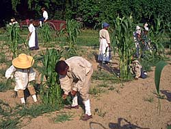 Slaves working in the fields